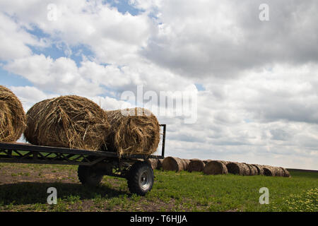 Les rouleaux de foin dans les champs de Serbie sont prêts pour le transport, certains déjà chargés sur une remorque de tracteur, mettant en valeur la vie rurale agricole Banque D'Images