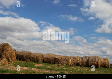 Les rouleaux de foin dans les champs de Serbie sont prêts pour le transport, certains déjà chargés sur une remorque de tracteur, mettant en valeur la vie rurale agricole Banque D'Images