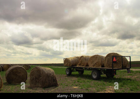 Les rouleaux de foin dans les champs de Serbie sont prêts pour le transport, certains déjà chargés sur une remorque de tracteur, mettant en valeur la vie rurale agricole Banque D'Images