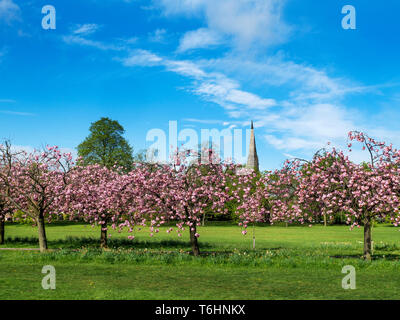 Fleur de cerisier au printemps sur l'écarter avec la flèche de l'église méthodiste Trinity à la Harrogate North Yorkshire Angleterre Banque D'Images