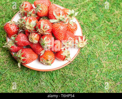 La plaque avec les fraises sur l'herbe verte Banque D'Images