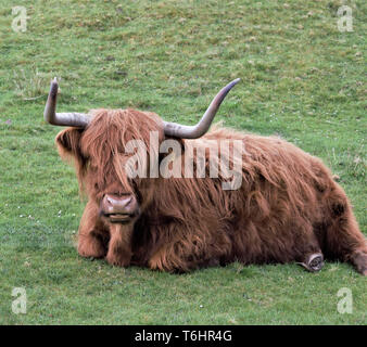 Vue frontale d'un assis, ruminant vache Highland créant une ambiance de calme détente. De grandes cornes et une couche rougeâtre velues. Banque D'Images