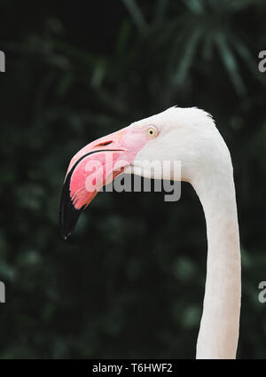 Tête d'oiseau Flamingo focus avec fond vert profond dans des conditions de faible éclairage. Banque D'Images