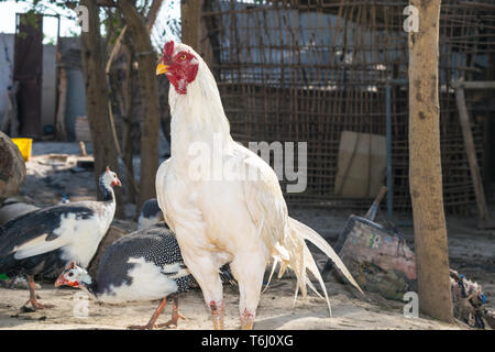 Un gros plan du coq blanc casqué et pintades de manger les graines. Banque D'Images