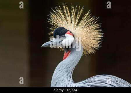 Portrait d'une grue africaine couronnée mâle avec de belles plumes et des couleurs magnifiques et un plumage doré sur sa tête avec une tête blanche et noire orange Banque D'Images