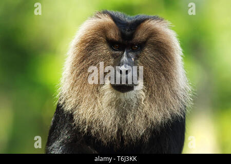 Macaque à queue de lion Banque D'Images