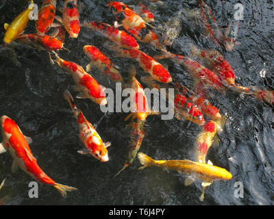 Plusieurs carpes qui se déplace dans un étang peu profond en plein air. Or et rouge et blanc carpes koï. Tokyo, Japon Banque D'Images