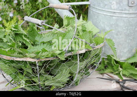 Urtica dioica. Orties fraîchement cueillies dans une passoire pour faire des engrais liquide Banque D'Images