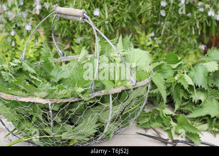 Urtica dioica. Orties fraîchement cueillies dans une passoire pour faire des engrais liquide Banque D'Images