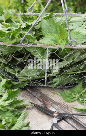 Urtica dioica. Orties fraîchement cueillies dans une passoire pour faire des engrais liquide Banque D'Images