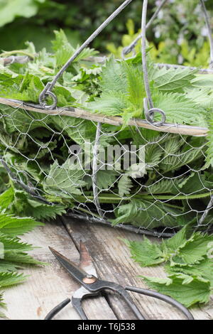 Urtica dioica. Orties fraîchement cueillies dans une passoire pour faire des engrais liquide Banque D'Images