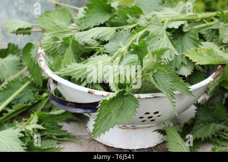 Urtica dioica. Orties fraîchement cueillies dans une passoire pour faire des engrais liquide Banque D'Images