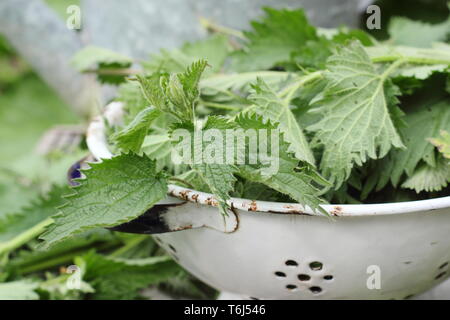 Urtica dioica. Orties fraîchement cueillies dans une passoire pour faire des engrais liquide Banque D'Images