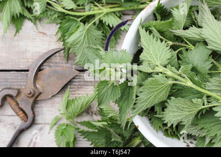 Urtica dioica. Orties fraîchement recueillies dans une passoire en métal pour faire des engrais liquide Banque D'Images