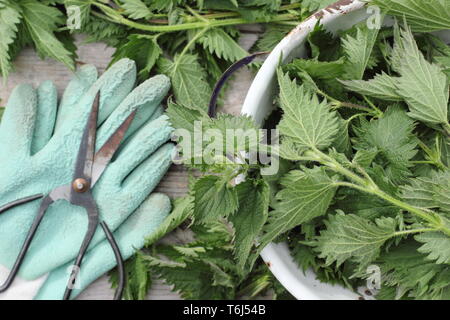 Urtica dioica. Orties fraîchement recueillies dans une passoire en métal pour faire des engrais liquide Banque D'Images