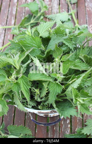 Urtica dioica. Orties fraîchement recueillies dans une passoire pour en faire de l'engrais liquide plant Banque D'Images