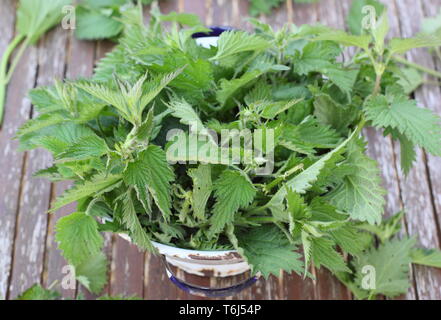 Urtica dioica. Orties fraîchement recueillies dans une passoire pour en faire de l'engrais liquide plant Banque D'Images