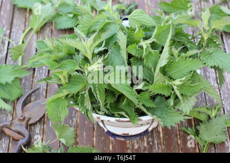 Urtica dioica. Orties fraîchement recueillies dans une passoire pour en faire de l'engrais liquide plant Banque D'Images