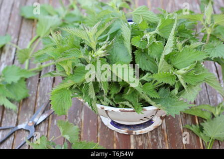 Urtica dioica. Orties fraîchement recueillies dans d'engrais liquide en Banque D'Images