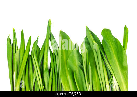 Feuilles fraîches de l'ail des bois sur fond blanc Banque D'Images