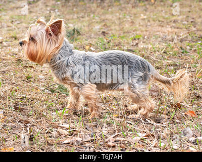 Mini chien Yorkshire Terrier se trouve dans le parc sur l'herbe Banque D'Images