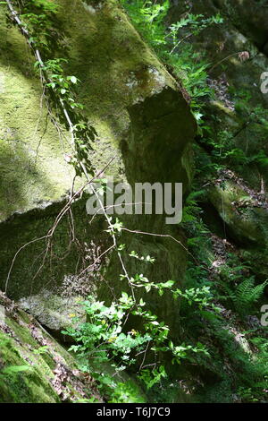 Belle gorge de montagne. Des rochers couverts de mousse. Banque D'Images