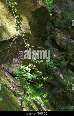 Belle gorge de montagne. Des rochers couverts de mousse. Banque D'Images