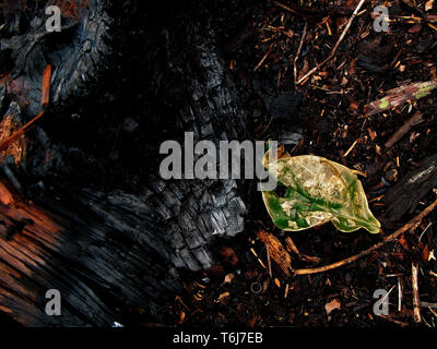 La forêt tropicale de Sumatra est en train de disparaître rapidement. À Riau la forêt est coupée, incendié et remplacés par des palmiers pour faire de l'huile de palme. Beaucoup de la forêt est coupé illégalement, et le gouvernement a de la difficulté à réglementer la déforestation. Banque D'Images