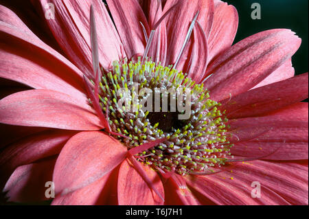 Gros plan du gerbera rose rouge fleur Banque D'Images