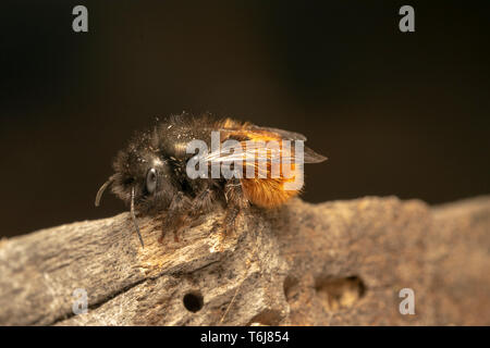 Verger européen bee (lat. Osmia cornuta) Femmes Banque D'Images