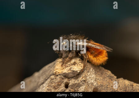 Verger européen bee (lat. Osmia cornuta) Femmes Banque D'Images