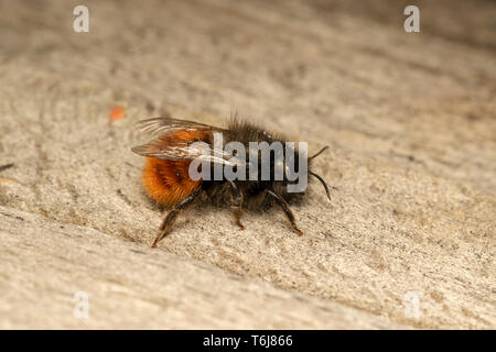 Verger européen bee (lat. Osmia cornuta) Femmes Banque D'Images