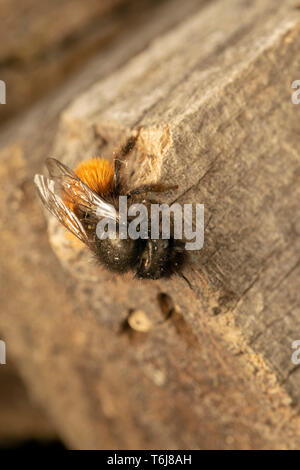 Verger européen bee (lat. Osmia cornuta) Femmes Banque D'Images