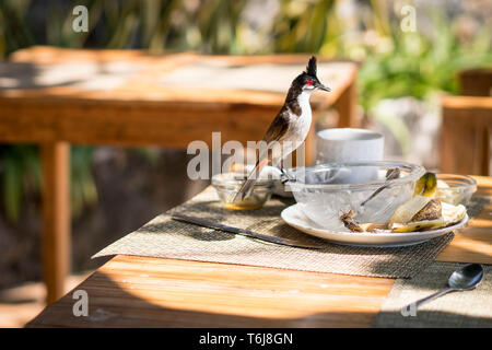 Bulbul moustac-rouge en prenant un oiseau au reste de mon petit déjeuner Banque D'Images