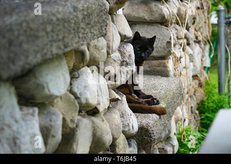 Un chat noir assis sur une fenêtre en béton de corniche autour d'un coin de roche Banque D'Images