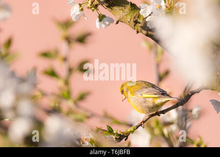 Photo horizontale unique de verdier de nice. Oiseau est perché sur une branche du cerisier avec de nombreuses fleurs de printemps. Oiseau a les plumes colorées avec des y Banque D'Images