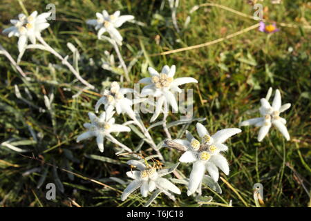 Edelweis fleurs sur un champ de printemps Banque D'Images