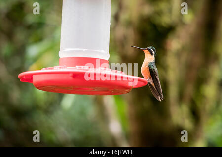 Grey-tailed hummingbird gem de montagne à une mangeoire à Monte Verde National Park, Costa Rica Banque D'Images