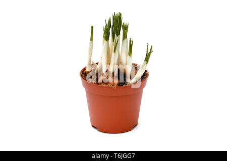 Choux de crocus en pot isolé. Nouvelles pousses de crocus en jardinière. Pot de fleurs jardin printemps avec Crocus isolés. Banque D'Images