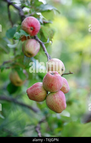 Pommes fraîches sur une branche d'arbre avec des feuilles, full frame Banque D'Images