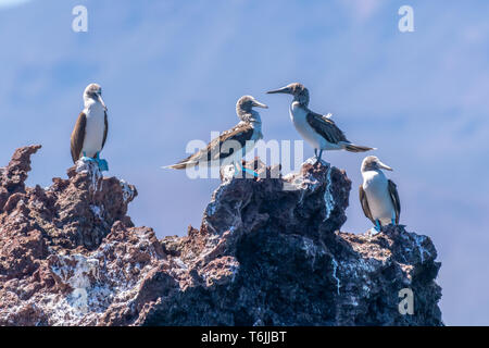 Quatre des Fous à pattes bleues (Sula nebouxii) perché sur un rocher sur la côte de Baja California, au Mexique. Banque D'Images