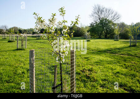 Un jeune nouvellement plantés cerisiers dans un champ avec plusieurs autres jeunes arbres. Chacun des arbres est un arbre protecteur. Nottinghamshire, Angleterre, RU Banque D'Images