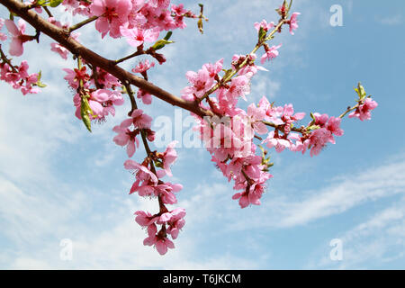 Peach Blossoms luxueux au printemps Banque D'Images