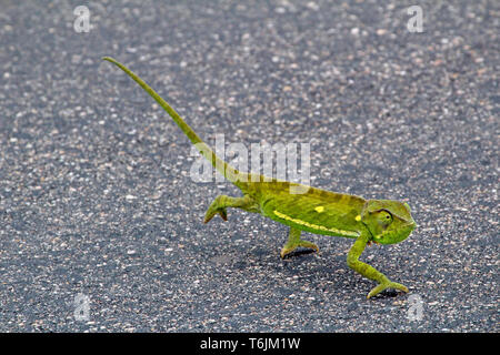 Caméléon sur une rue dans le Parc National Kruger, Afrique du Sud Banque D'Images