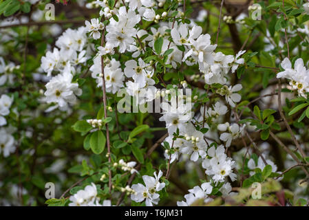 Exochorda macrantha the bride, Rosaceae. Blanc, printemps blossom.floraison printanière arbuste ou buisson. Banque D'Images