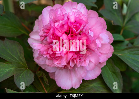 Paeonia suffruticosa, Yin Hong Qiao Dui, tree peony Yin Hong Qiao Dui, vivaces. Fleur Rose Banque D'Images