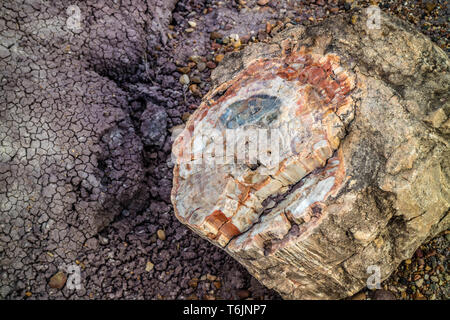 Forêt Pétrifiée pétrifié dans le journal National Park, Arizona Banque D'Images