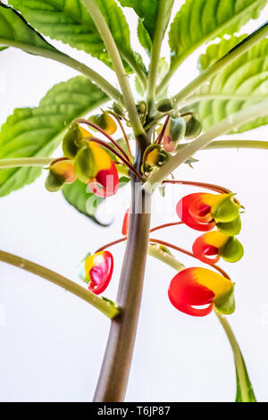 Impatiens niamniamensis, parfois appelé usine parrot, ou congo Cacatoès avec ses étranges et colorées en forme de fleurs d'oiseaux avec une longue, curl Banque D'Images