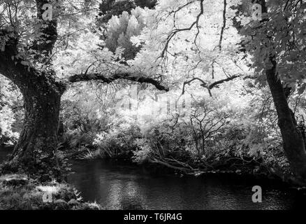 La rivière Exe dans le Parc National d'Exmoor tourné en infrarouge. Banque D'Images