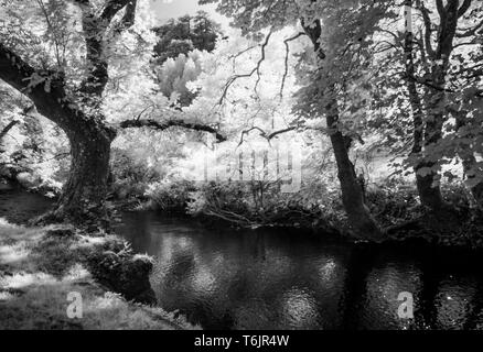 La rivière Exe dans le Parc National d'Exmoor tourné en infrarouge. Banque D'Images